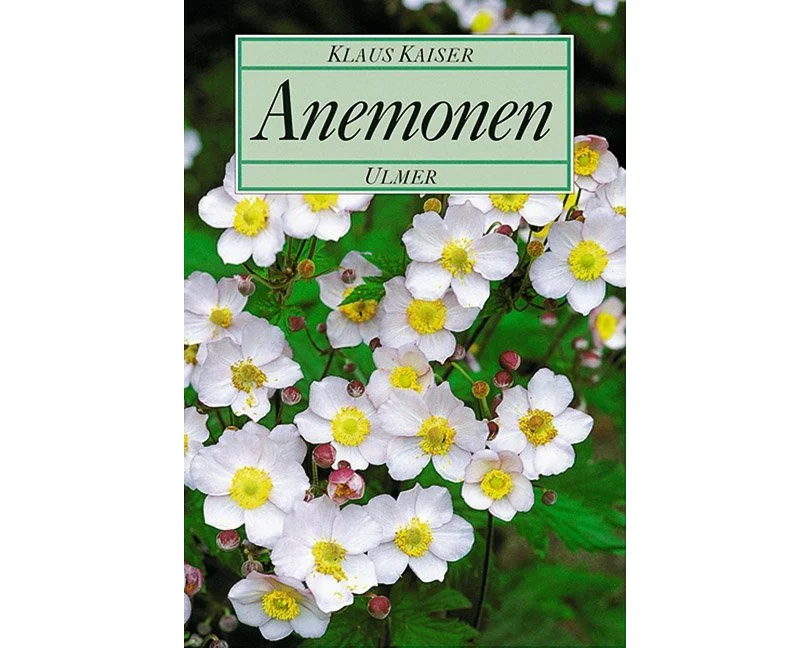 Anemonen
