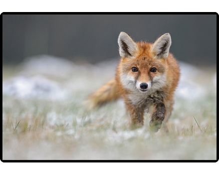 HANSA Schreibunterlage 50x34cm 41-6000.081 Fussball