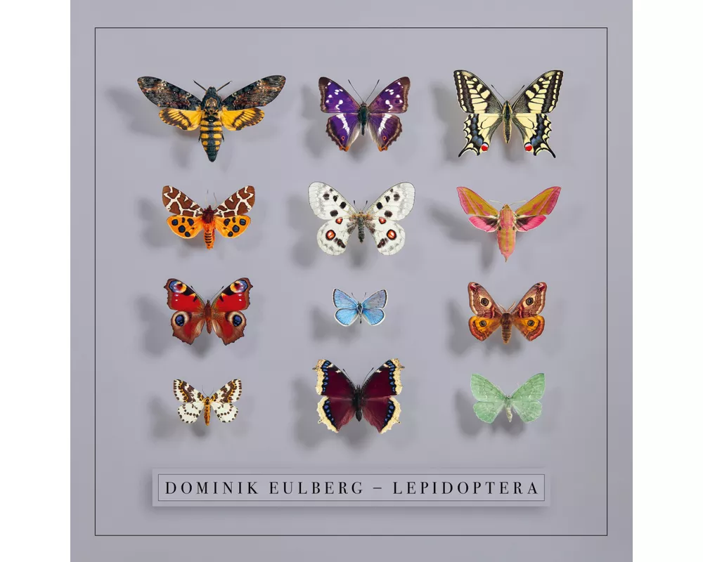 Lepidoptera