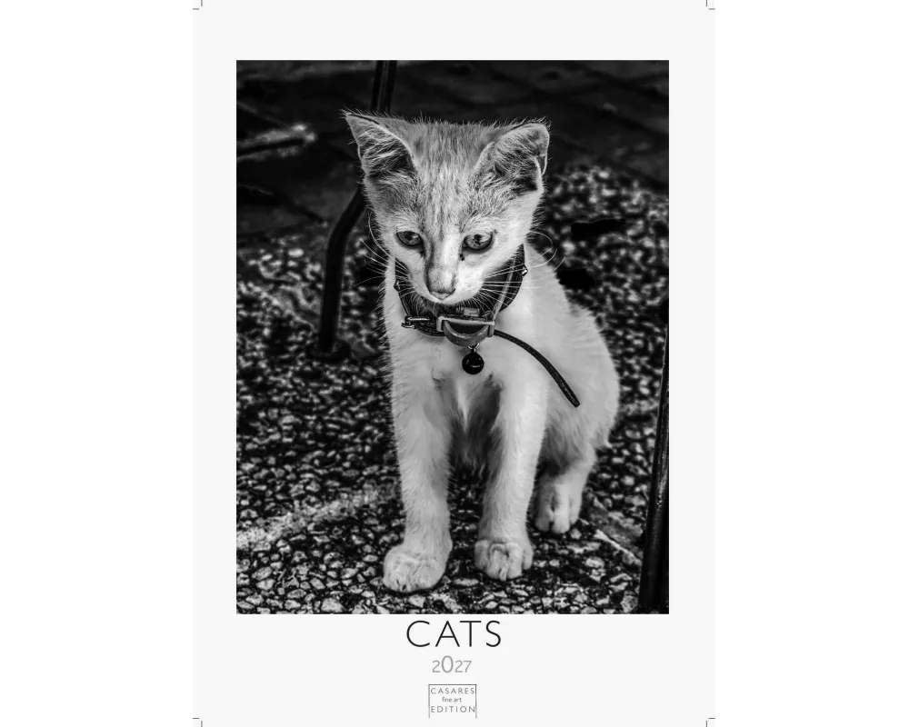 Cats schwarz-weiss Kalender 2027 - Wandkalender | Fotokalender Tierkalender schwarz-weiss 29x21cm - Katzenkalender | Perfekt für Katzenliebhaber und T