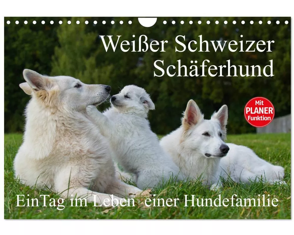 Weißer Schweizer Schäferhund - Ein Tag im Leben einer Hundefamilie (Wandkalender 2026 DIN A4 quer), CALVENDO Monatskalender