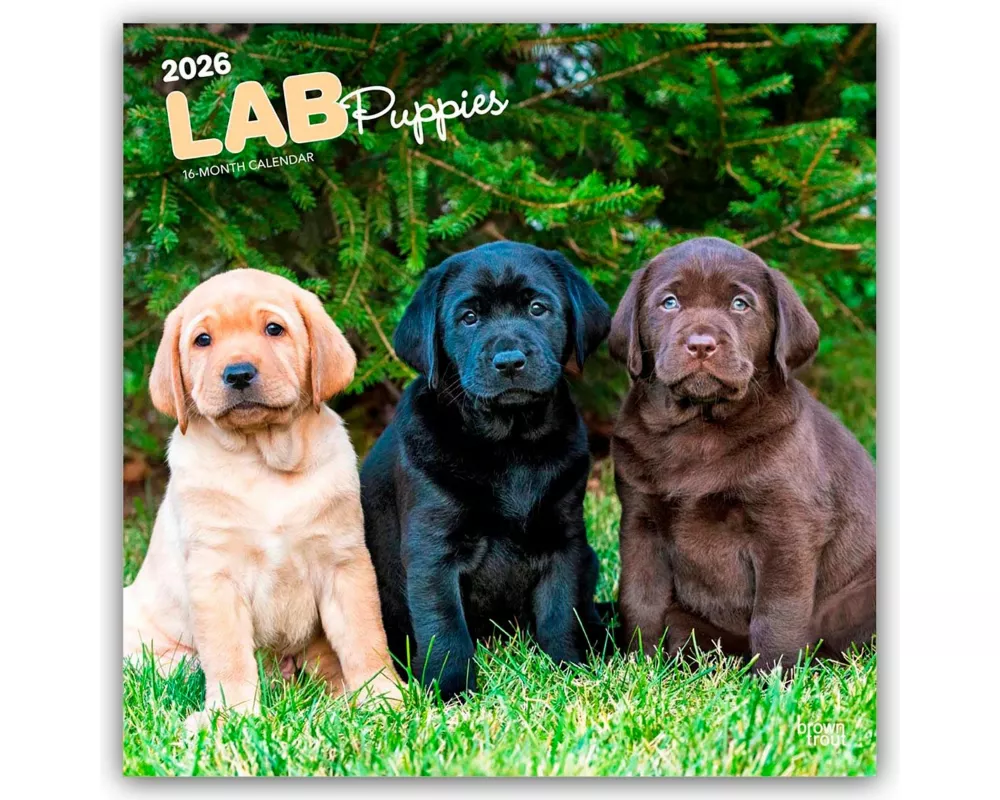 Labrador Retriever Puppies 2026 12 X 24 Inch (Hanging) Monthly Square Wall Calendar Plastic-Free
