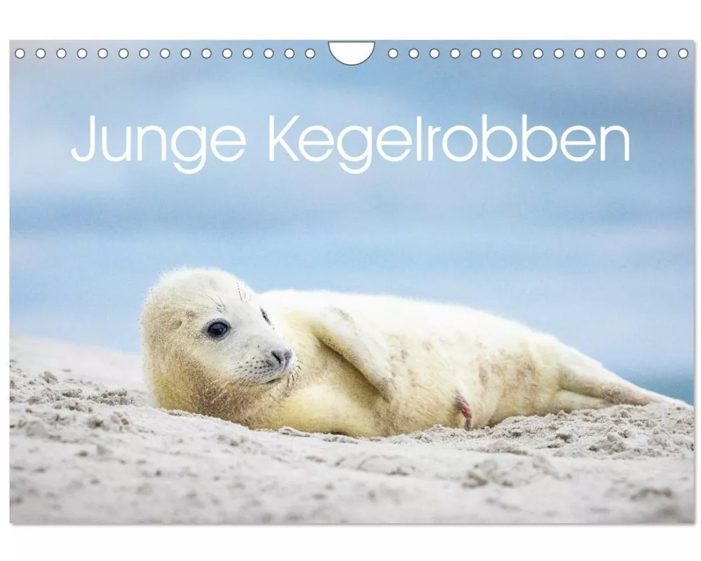 Junge Kegelrobben (Wandkalender 2026 DIN A4 quer), CALVENDO Monatskalender
