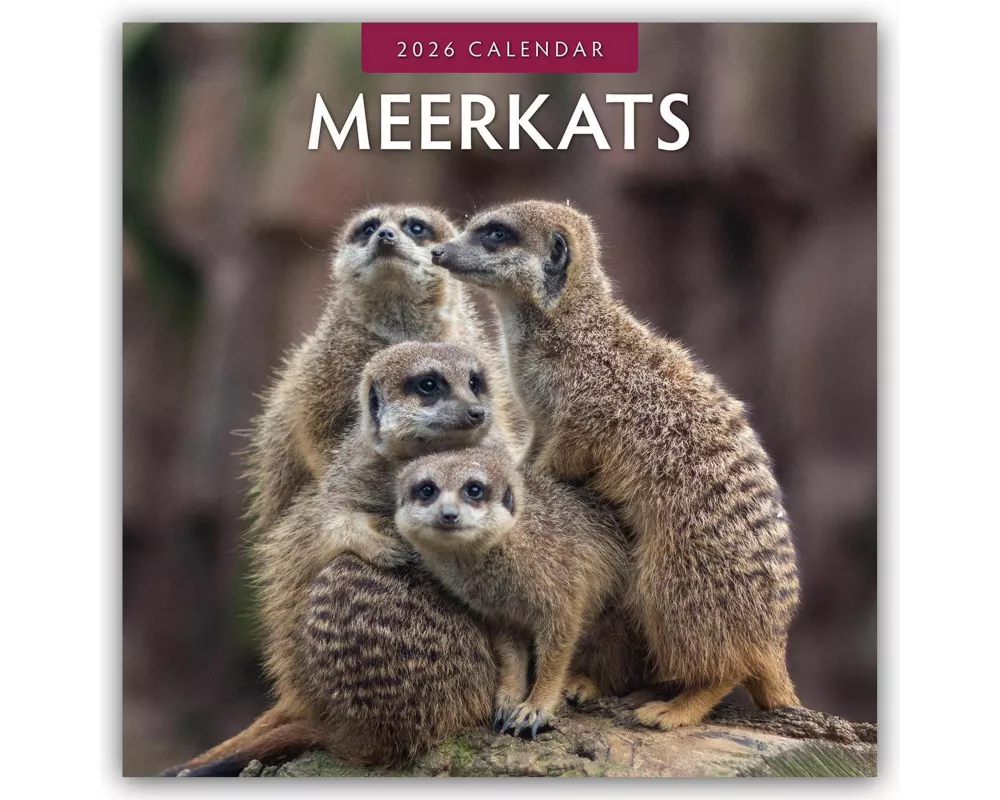 Meerkats 2026 Square Wall Calendar