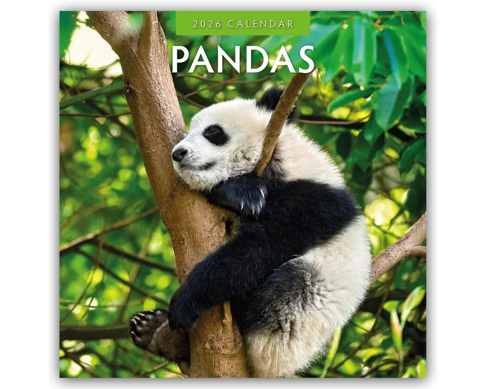 Pandas 2026 Square Wall Calendar