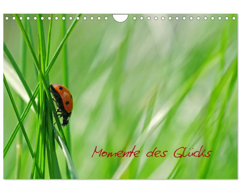 Momente des Glücks (Wandkalender 2026 DIN A4 quer), CALVENDO Monatskalender