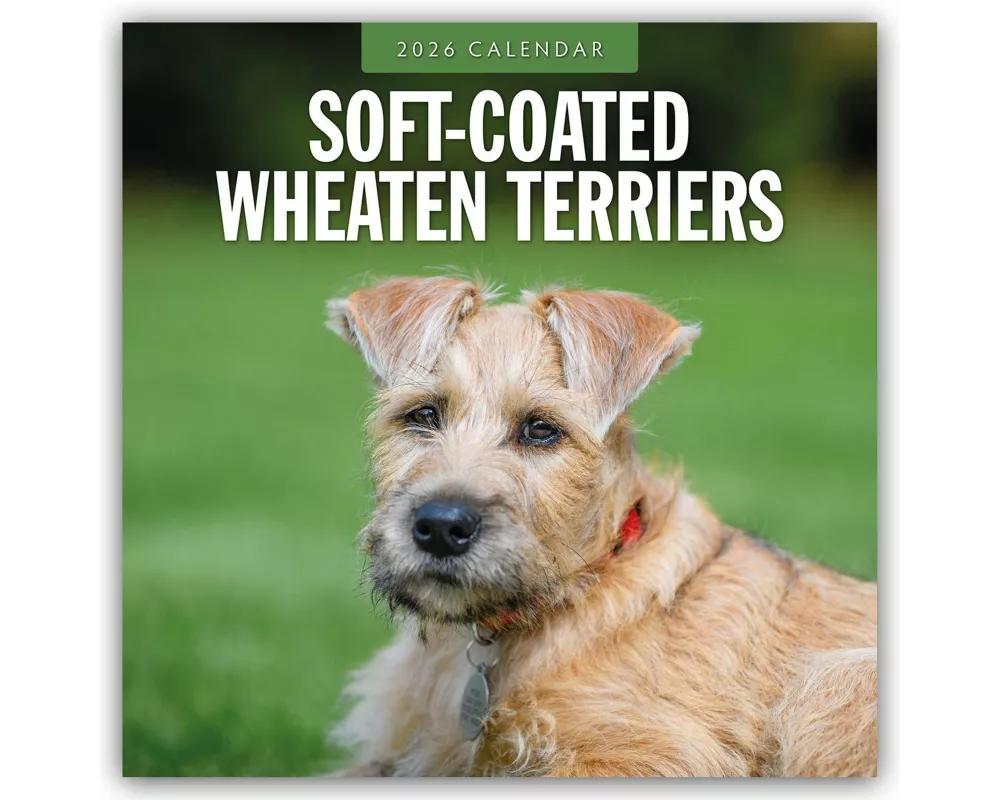 Soft-coated Wheaten Terriers 2026 Square Wall Calendar