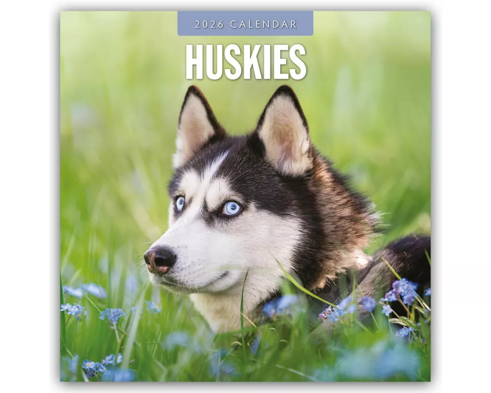 Huskies 2026 Square Wall Calendar
