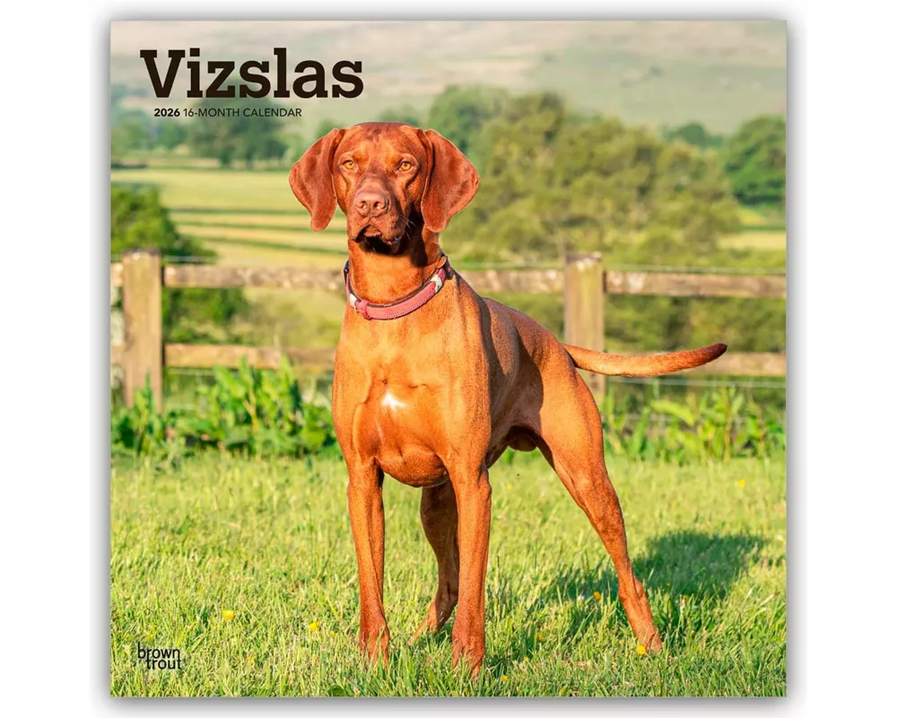 Vizslas - Kurzhaariger Ungarischer Vorstehhund 2026 - 16-Monatskalender