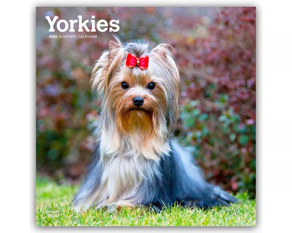 Yorkshire Terriers - Yorkshire Terrier - Yorkies 2026 - 16-Monatskalender