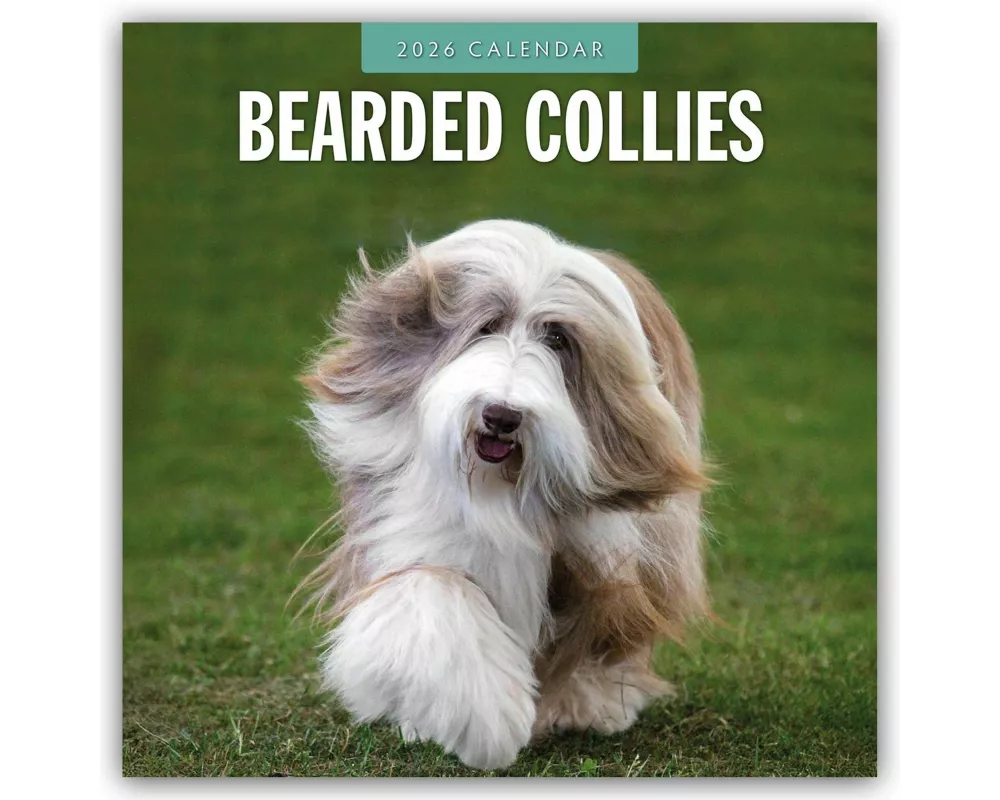 Bearded Collies 2026 Square Wall Calendar