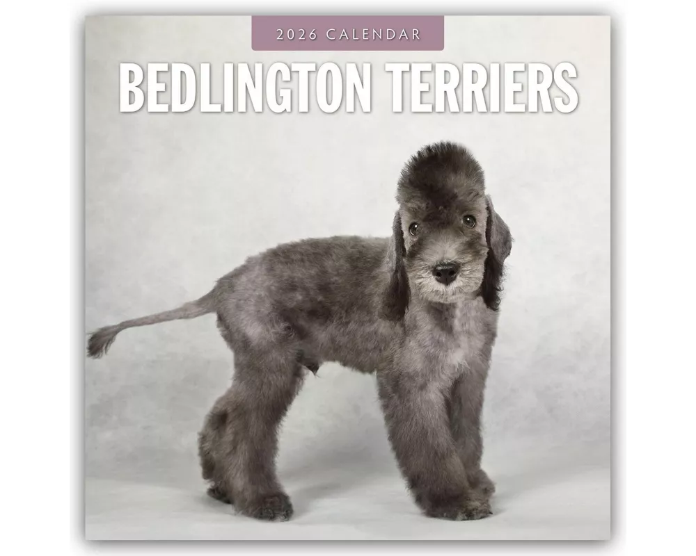 Bedlington Terriers 2026 Square Wall Calendar
