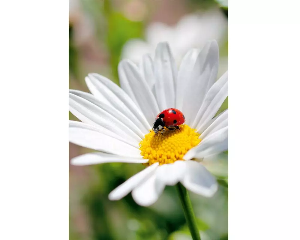 ABC Glückwunschkarte Marienkäfer 12.5 x 17.6 cm