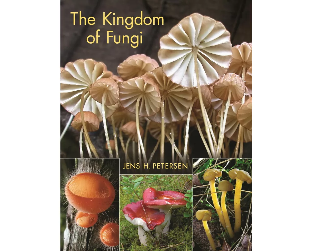 The Kingdom of Fungi