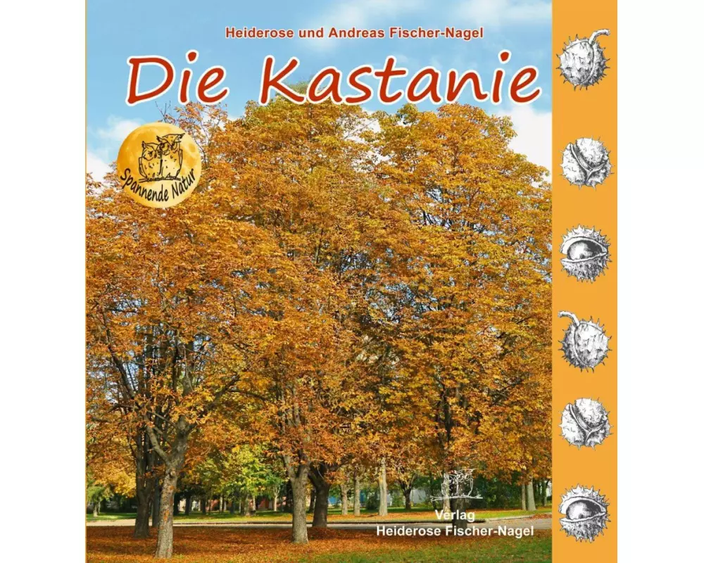 Die Kastanie