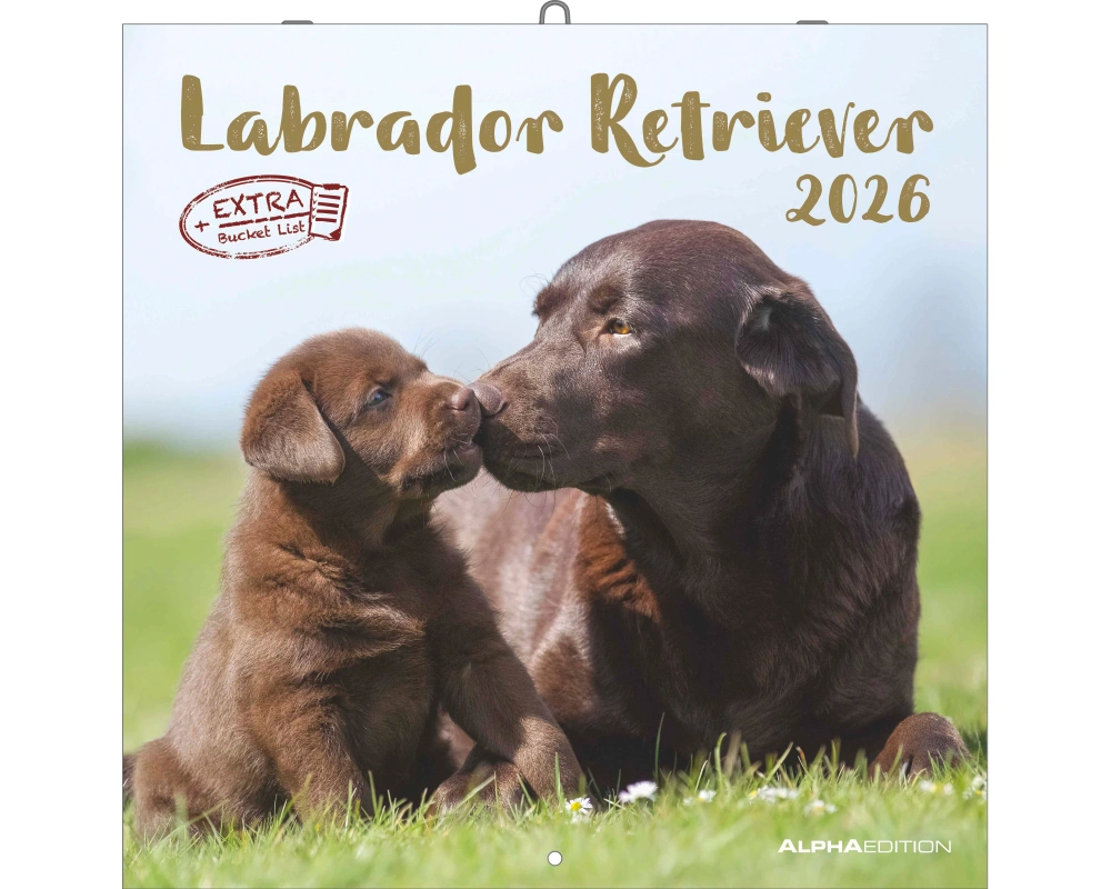 ALPHA EDITION Bildkalender 2026 160631 Labrador ML 30x30cm