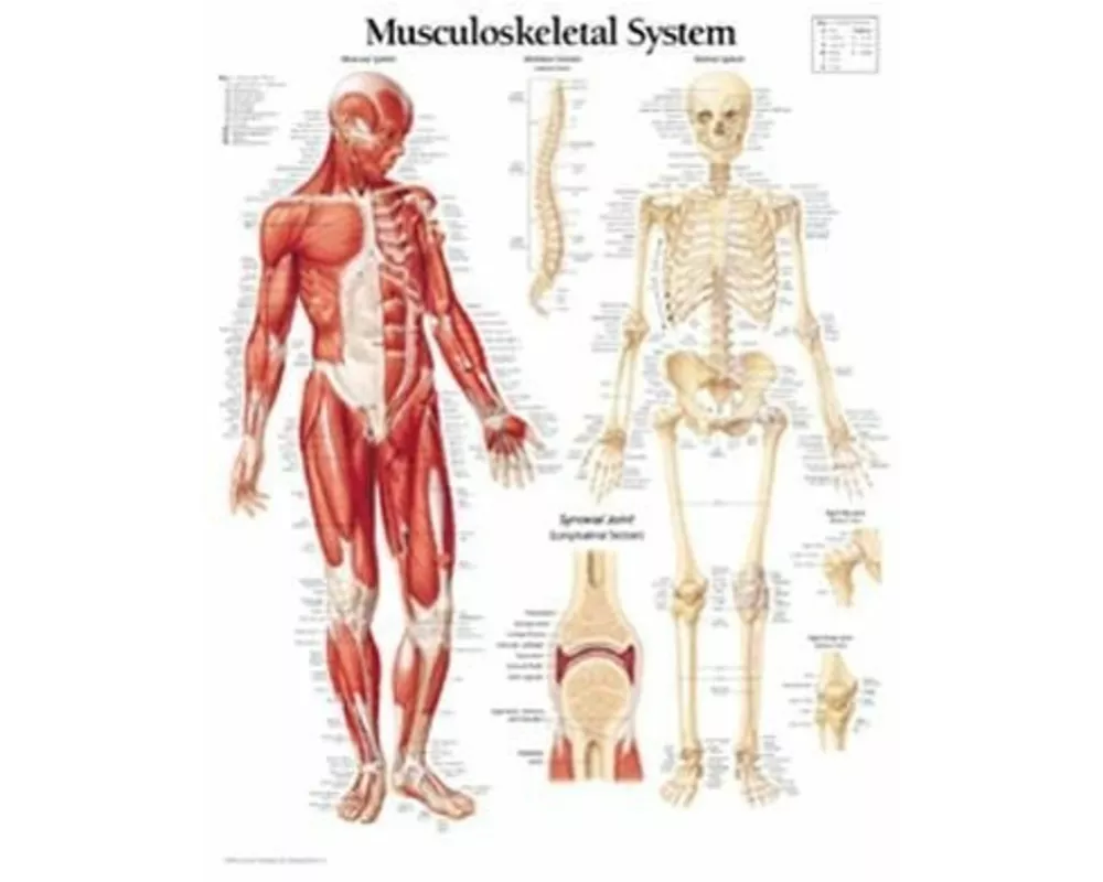 Musculoskeletal System Paper Poster