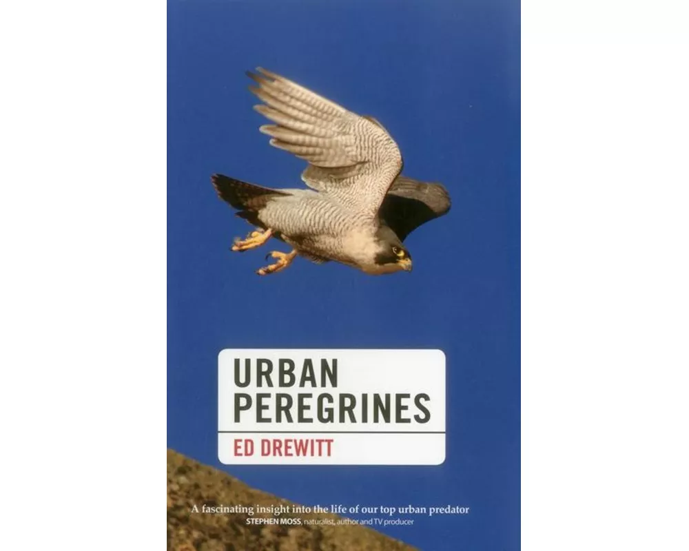 Urban Peregrines