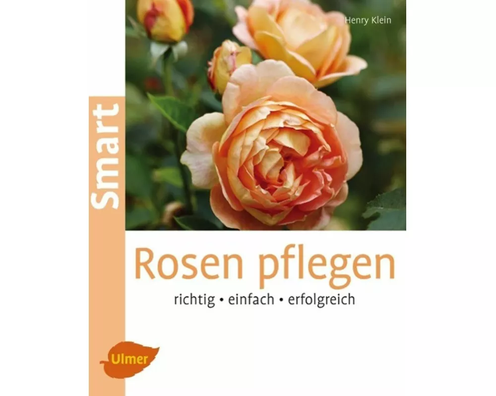 Rosen pflegen