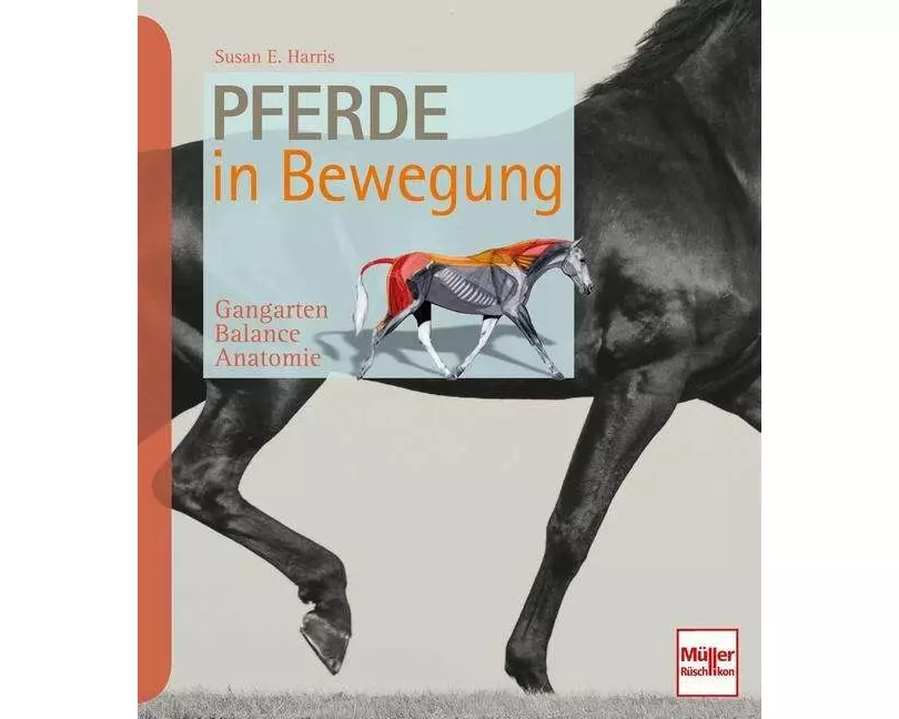 Pferde in Bewegung