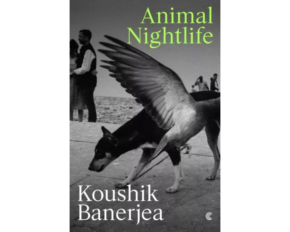 Animal Nightlife