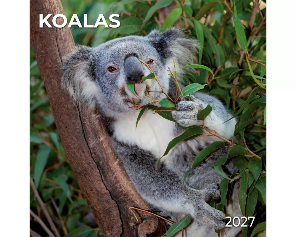 Koalas 2027