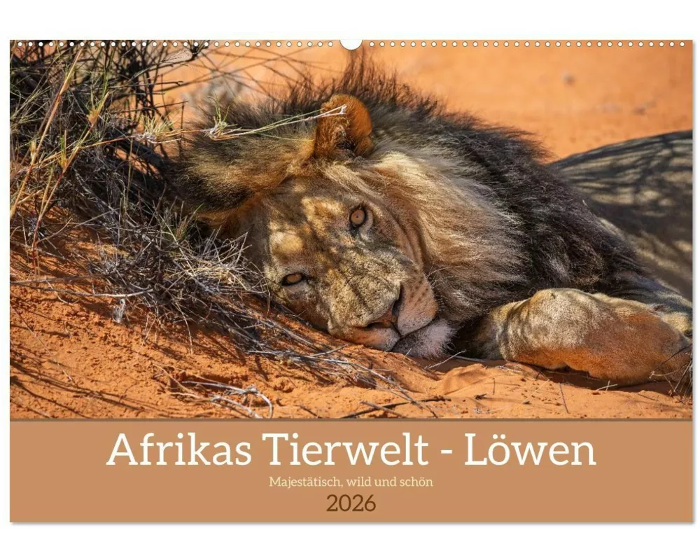 Afrikas Tierwelt - Löwen (Wandkalender 2026 DIN A2 quer), CALVENDO Monatskalender