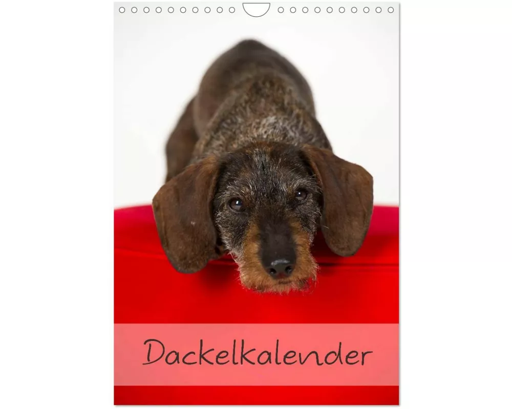 Dackel (Wandkalender 2026 DIN A4 hoch), CALVENDO Monatskalender
