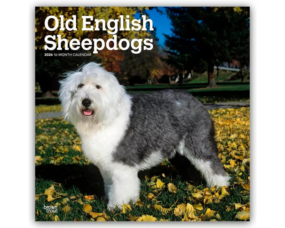 Old English Sheepdog - Bobtail - Altenglischer Schäferhund 2026 - 16-Monatskalender