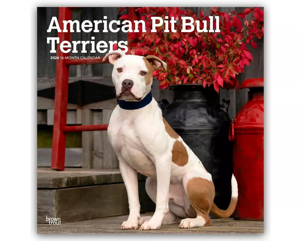 American Pit Bull Terriers 2026 - 16-Monatskalender