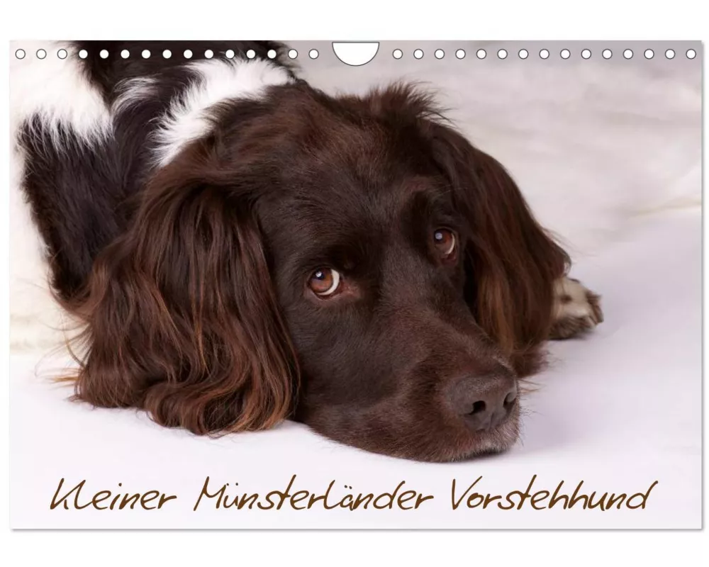 Kleiner Münsterländer Vorstehhund (Wandkalender 2026 DIN A4 quer), CALVENDO Monatskalender