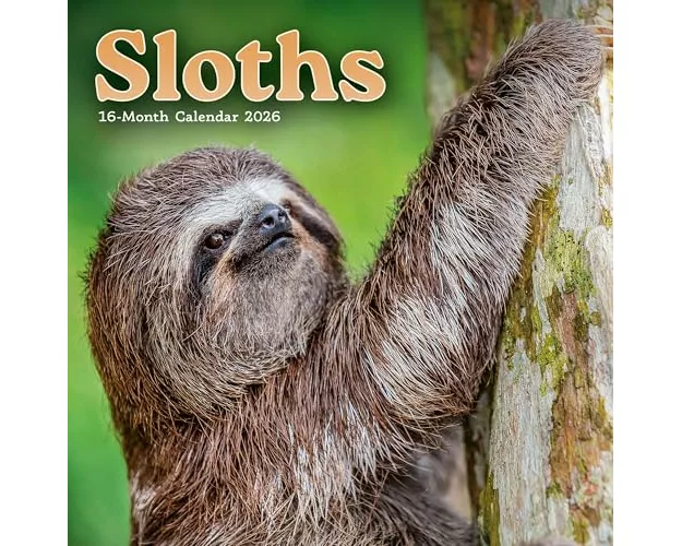 Sloths Square Mini Sunday Start Calendar
