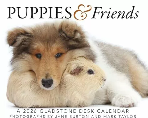 Puppies & Friends