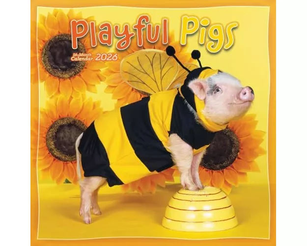 Pigs Playful Square Wall Sunday Start Ca