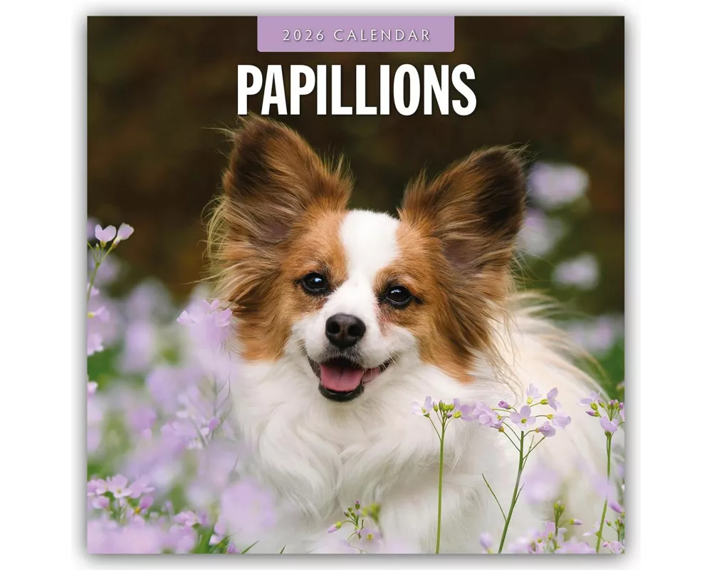 Papillions 2026 Square Wall Calendar