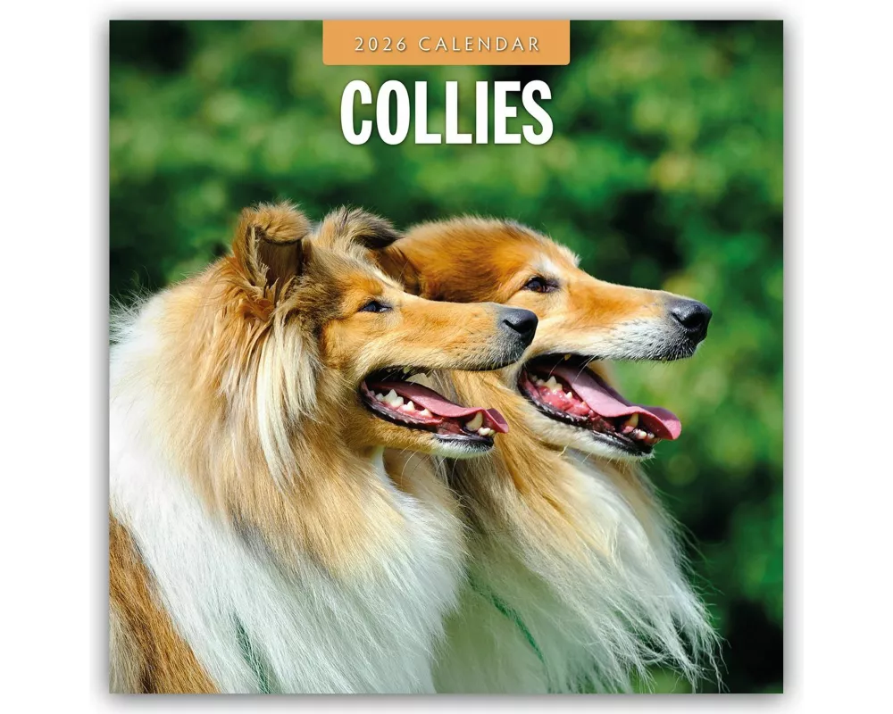 Collies 2026 Square Wall Calendar
