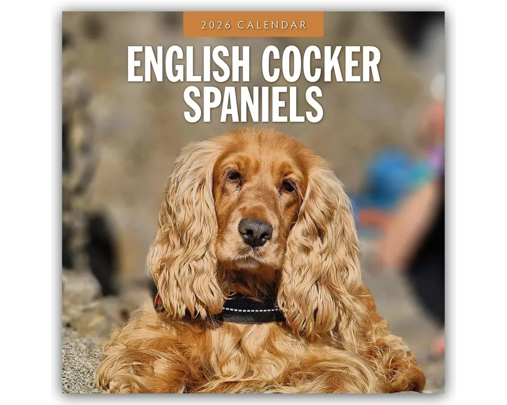English Cocker Spaniels 2026 Square Wall Calendar