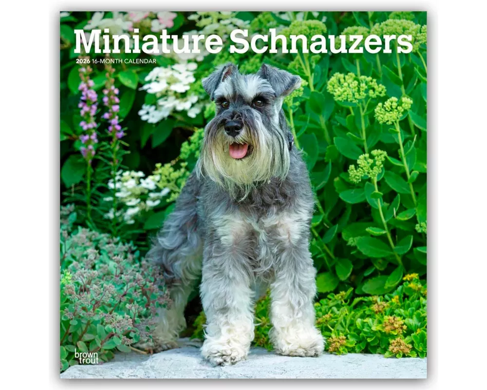 Miniature Schnauzers - Zwergschnauzer 2026 - 16-Monatskalender