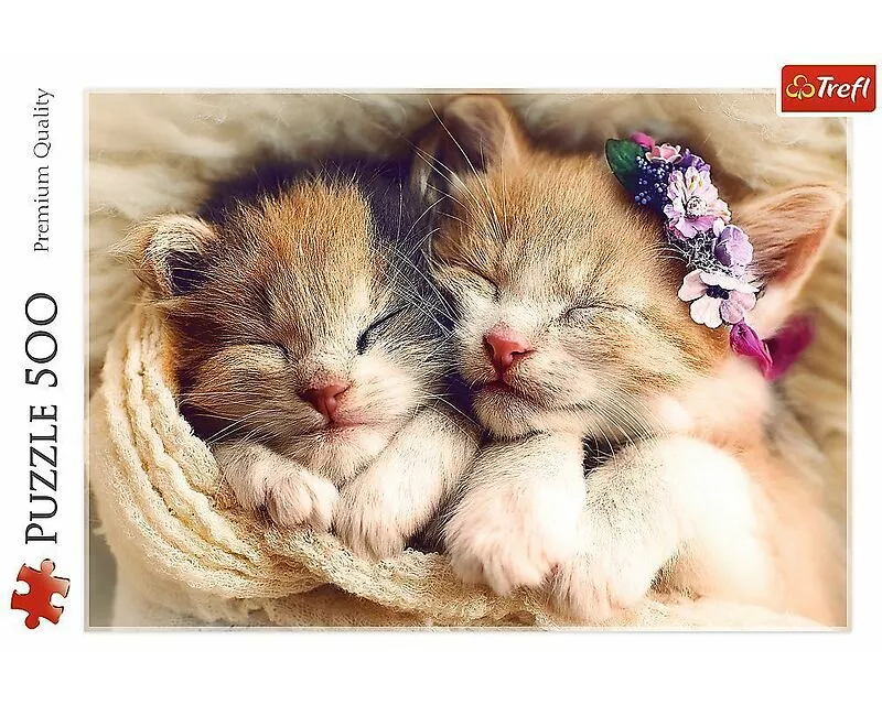 Schlafende Katzen