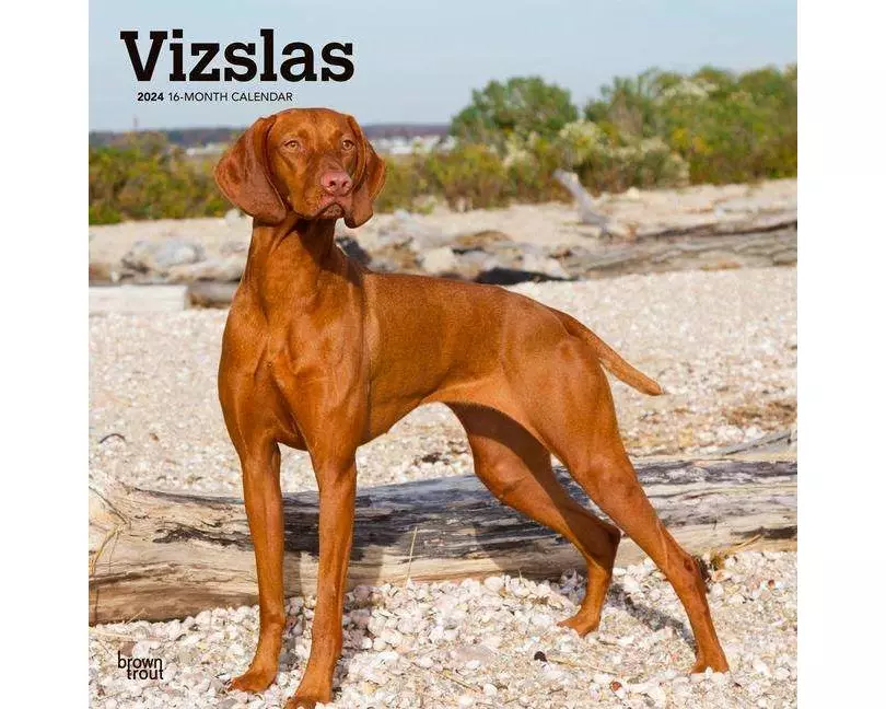 Vizslas 2024 Square