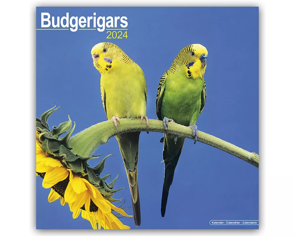 Budgerigar Calendar 2024 Square Bird Wall Calendar - 16 Month