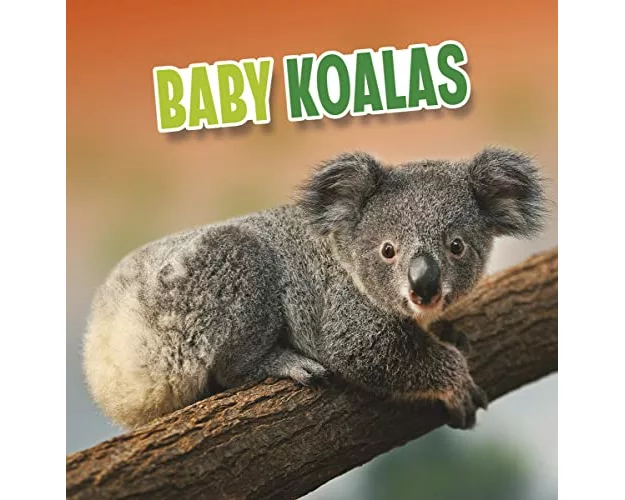 Baby Koalas