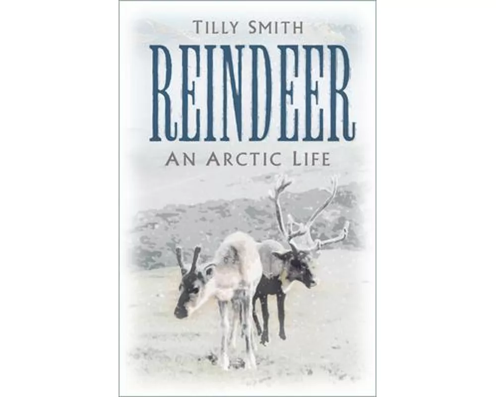 Reindeer