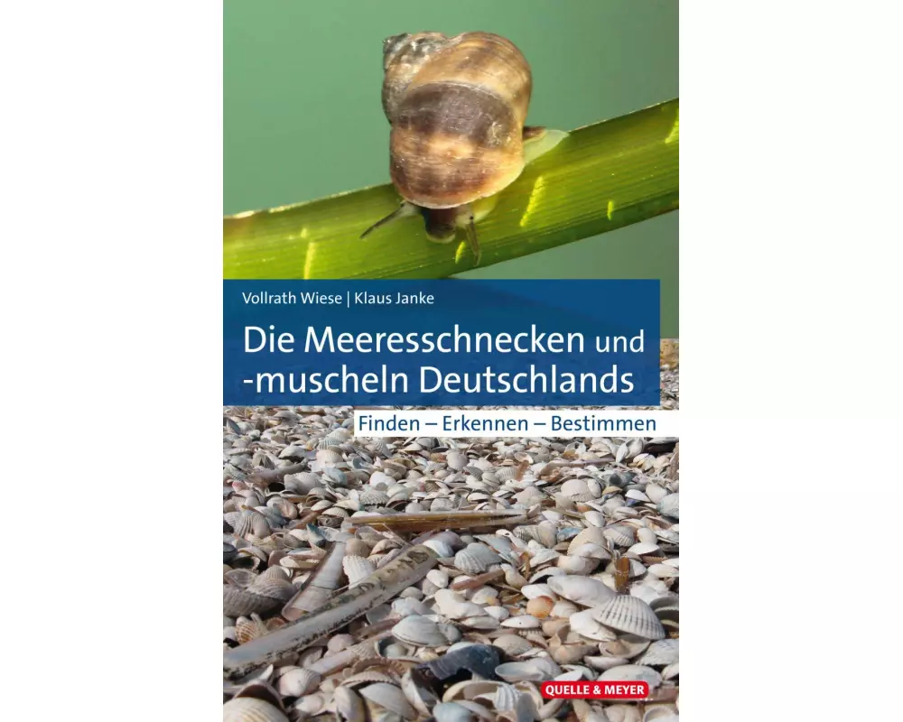 Die Meeresschnecken und -muscheln Deutschlands