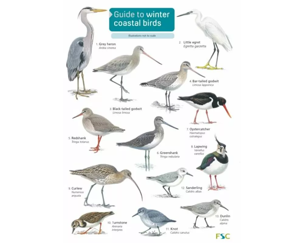 Guide to winter coastal birds