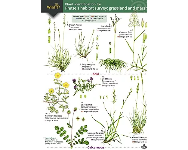 Plant Identification for Phase 1 Habitat Survey: Grassland and Marsh