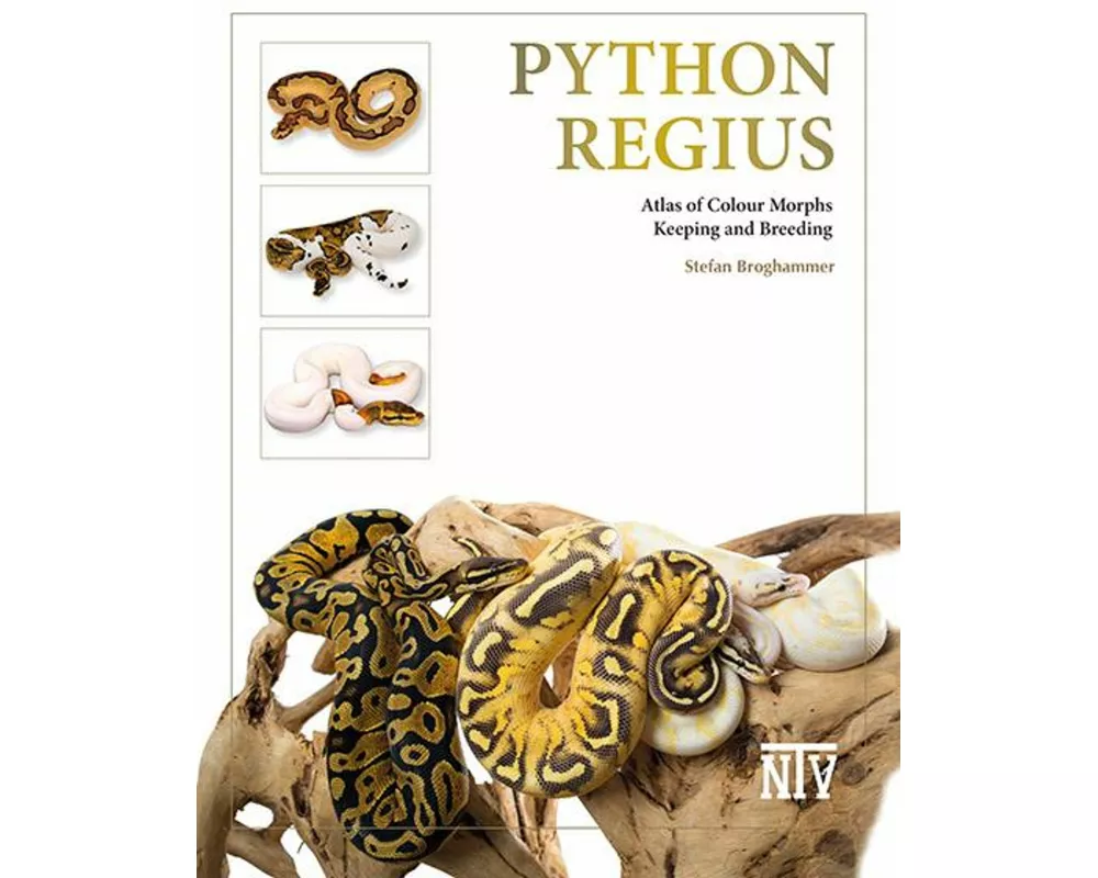 Python regius