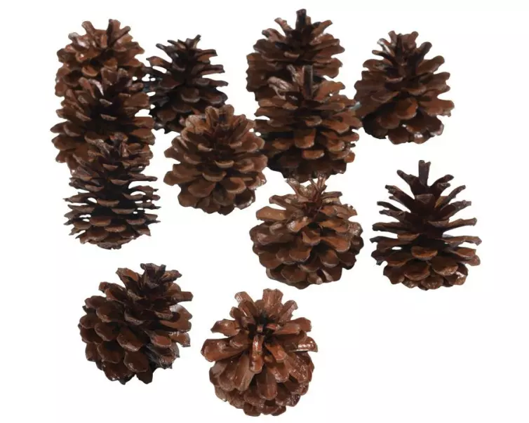 Dekomat AG Tannenzapfen echt ca. 4-5 cm, 12 Stück