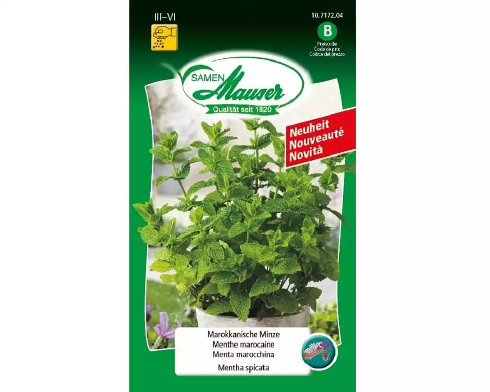 Samen Mauser Samen Marokkanische Minze