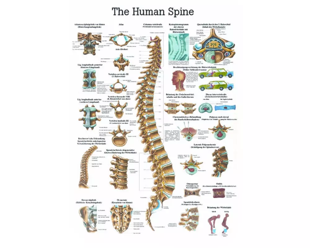 Rüdiger Anatomische Lehrtafel Die Wirbelsäule Englisch